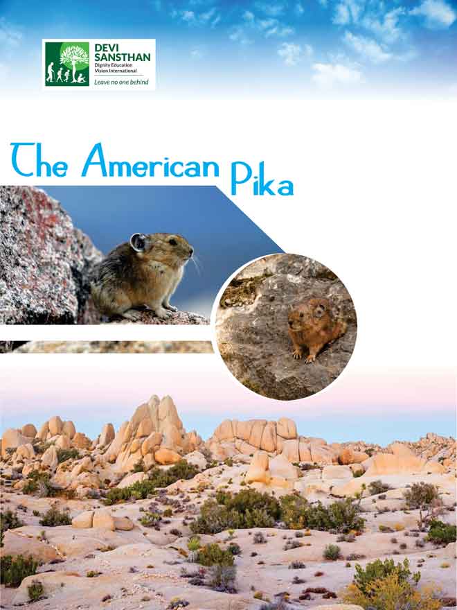 The American Pika